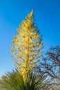 A yellowish Tamarack Larch Tree in Joshua Tree National Park, California