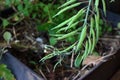 LONG SLIM GREEN BOK CHOI SEED PODS DEVELOPING ON A PLANT