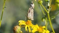 A Long Slurp - insect wings macro -