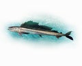 The long snouted lancetfish or cannibal fish Alepisaurus ferox