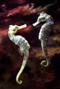 Seahorse in love Royalty Free Stock Photo