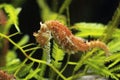 Long-snouted seahorse