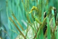 Long-snouted seahorse