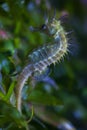 Long-snouted seahorse (Hippocampus guttulatus).