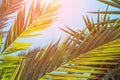 Long Spiky Feathery Palm Tree Leaves in Golden Pink Sunlight Flare Blue Sky. Hipster Toned Poster Banner Template. Tropical Foliag