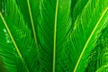 Long spiky palm tree leaves in beautiful geometrical pattern, botanical, foliage, tropical background Royalty Free Stock Photo