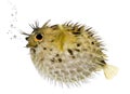Long-spine porcupinefish