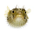 Long-spine porcupinefish also know as spiny balloo