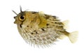 Long-spine porcupinefish also know as spiny balloo