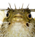 Long-spine porcupinefish also know as spiny balloonfish - Diodon Royalty Free Stock Photo