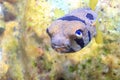 Long-spine porcupinefish