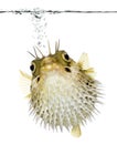 Long-spine porcupinefish (fish)