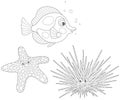 Sea urchin, starfish and fish