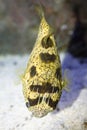 Long-spined porcupinefish