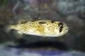 Long-spined porcupinefish