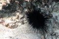 Long Spined Sea Urchin Diadema Setosum Hiden In The Sandy Seabed Near Coral Reef. Dangerous Underwater Black Animal