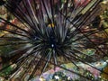 Long-spined Sea Urchin Diadema setosum Royalty Free Stock Photo