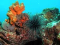 Long-Spined Urchin Royalty Free Stock Photo