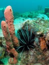 Long-Spined Urchin