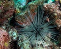 Long-Spined Urchin