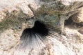 Long Spines Of Sea Urchin Diadema Setosum Hiden In The Rocks And Sand. Seabed Near Coral Reef In Shallow Water. Dangerous