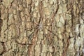 Long-spinnered bark spider, tsingy de bemahara Royalty Free Stock Photo