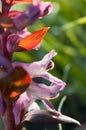 Corydalis cava - a species of flowering plant in the family Papaveraceae, close-up