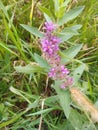 Pink special plant on meadows