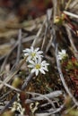 Long-stalk starwort flowers in full bloom on the arctic tundra Royalty Free Stock Photo