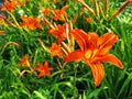 Long stamens and curved petals Long stamens and curved petals. Against the background of other lilies and green grass. Sunny summe Royalty Free Stock Photo