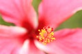 Long stamens with pollen inside red hibiscus flower by macro lens Royalty Free Stock Photo