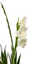 Long stem of gladiolus flowers Royalty Free Stock Photo
