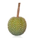 Long stem or kan yao durian Thai name king of fruits