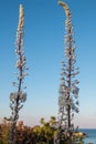 Wild flowers ereremus desert candle, Crete, Greece