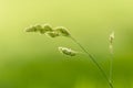 Long stem of natural wild grass backlit by hazy warm morning sunlight in field.