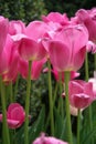 Long Stem Pink tulips blooming