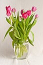 Long stem pink tulips