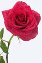 Long stem red rose Royalty Free Stock Photo