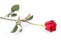 Long stem red rose