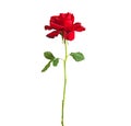 Long stem red rose