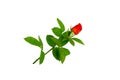 Long stem red rose Royalty Free Stock Photo