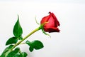 A long stem red rose with leaves Royalty Free Stock Photo