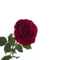 Long Stem Red Rose