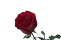 Long Stem Red Rose