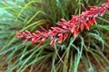 Red Yucca in New Mexico Royalty Free Stock Photo