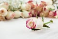 White and Red Roses with Soft Fairy Lights