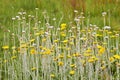 Long stemmed African wildflowers