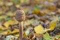Long-stemmed brown mushroom Macrolepiota procera among autumn leaves. Parasol mushroom. Edible mushrooms Royalty Free Stock Photo