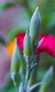 Long-stemmed flower buds