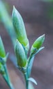 Long-stemmed flower buds